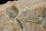 Tall, Jurassic Ammonite (Hammatoceras) Display - France #174931-4